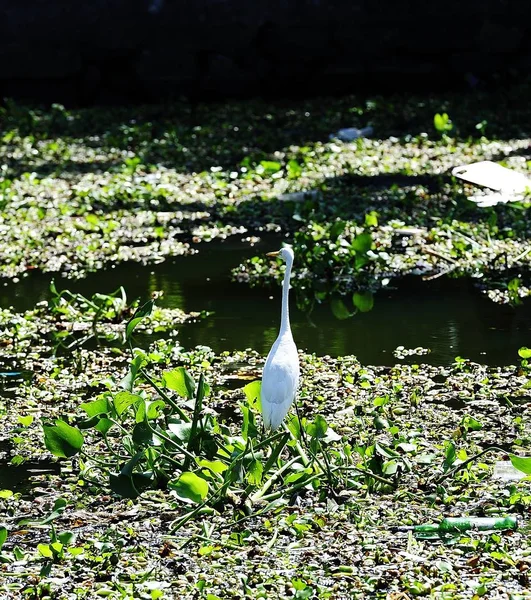 Grande Egret orientale — Foto Stock