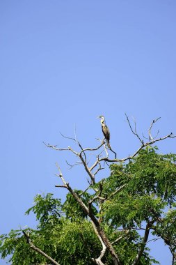 Yılan kuş ağaçlarda