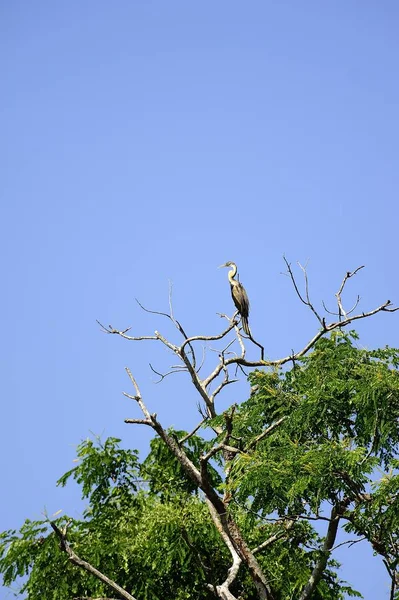 Yılan kuş ağaçlarda