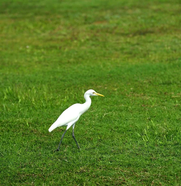 Grande aigrette de l'Est — Photo