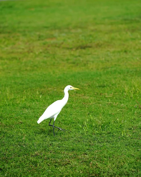 Grande Egret orientale — Foto Stock