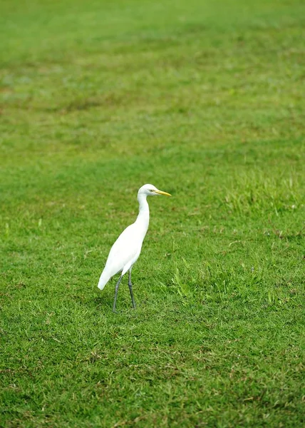 Grande aigrette de l'Est — Photo