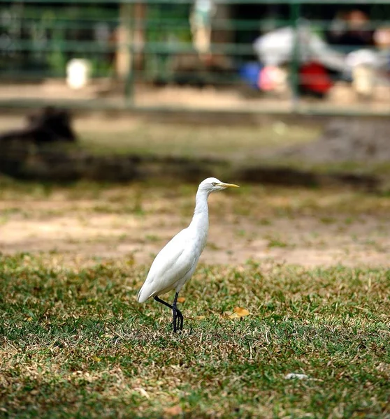 Grande Egret orientale — Foto Stock