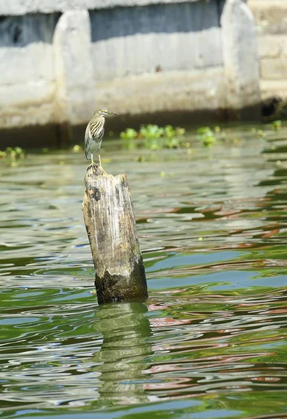 Airone in posizione — Foto Stock