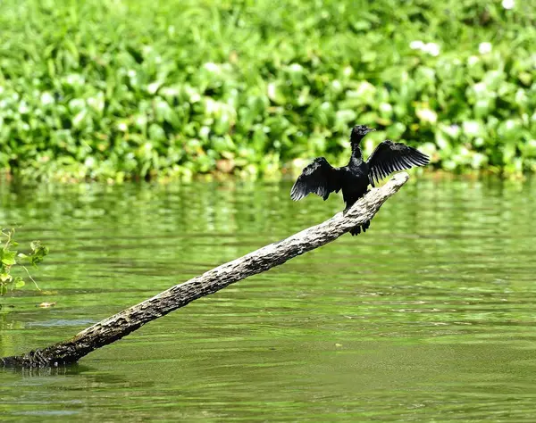 Séchage cormoran au-dessus de l'eau — Photo