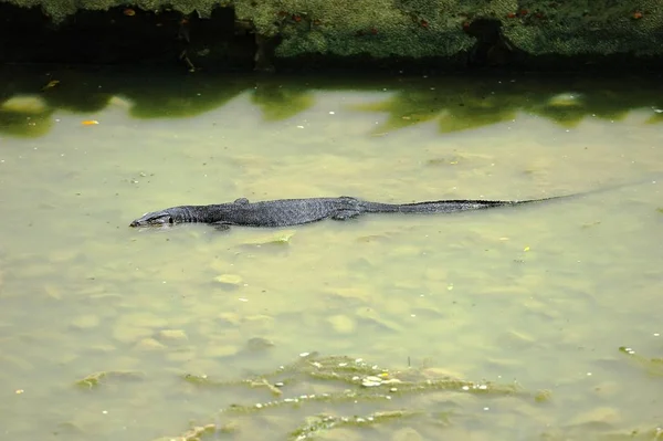 Iguanian ödla i vatten — Stockfoto