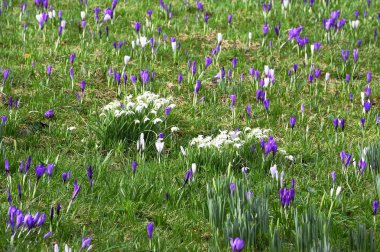 Beyaz ve mor vahşi Crocoidaea