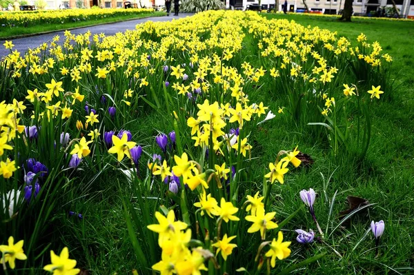 Campo di fiori primaverili — Foto Stock