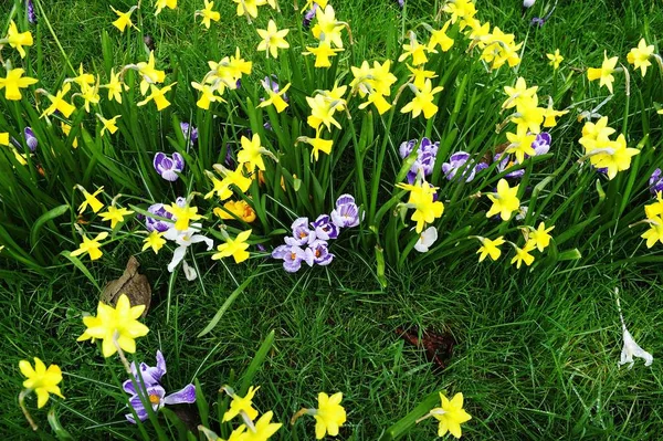 Fjäderblommornas fält — Stockfoto