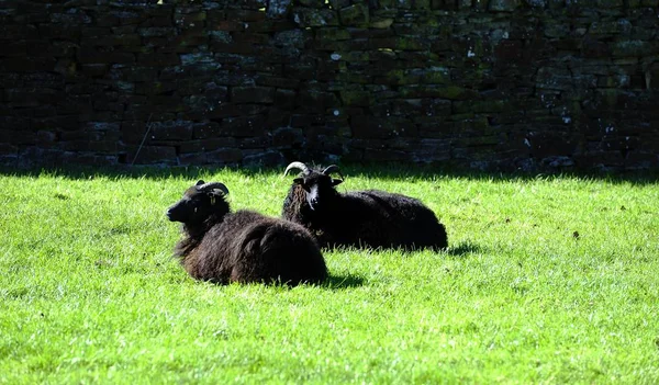 Bruine gehoornde schapen — Stockfoto