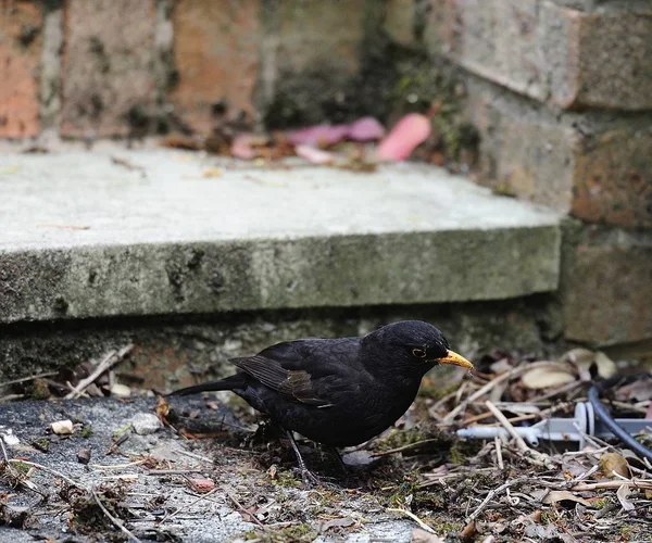 Common blackbird hunting for food