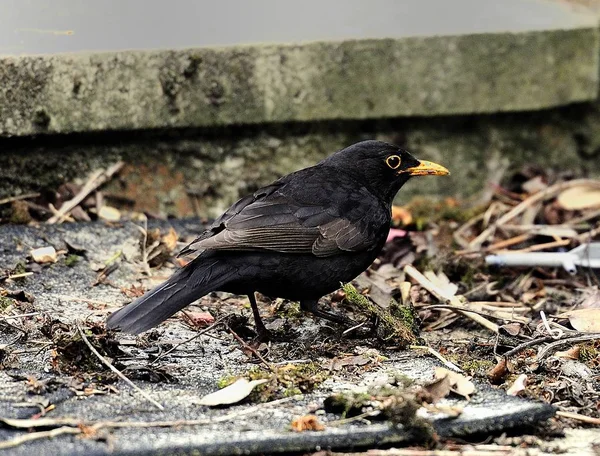 Yemek için ortak kara kuş avcılık — Stok fotoğraf
