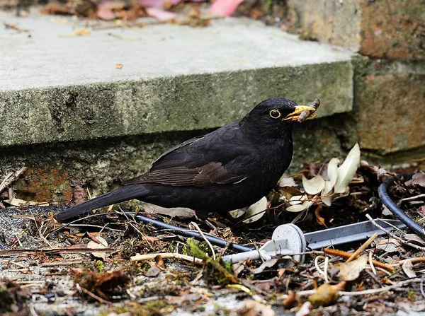 Yemek için ortak kara kuş avcılık — Stok fotoğraf