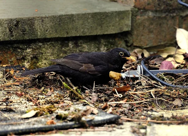 Yemek için ortak kara kuş avcılık — Stok fotoğraf