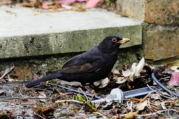 Yemek için ortak kara kuş avcılık — Stok fotoğraf