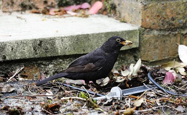 Common blackbird hunting for food