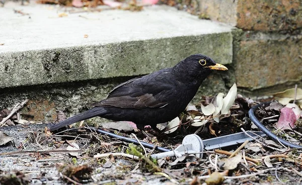 Yemek için ortak kara kuş avcılık — Stok fotoğraf