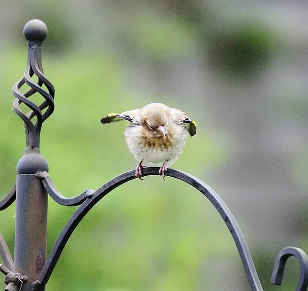 Pintainho europeu Goldfinch — Fotografia de Stock