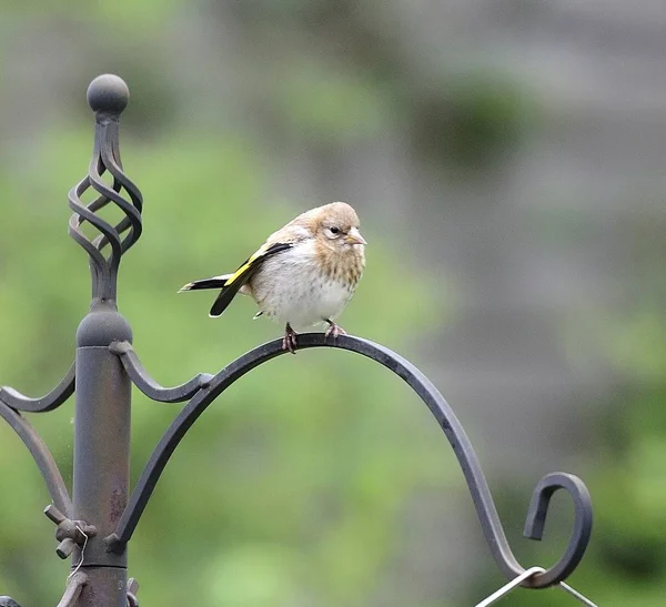 Pintainho europeu Goldfinch — Fotografia de Stock