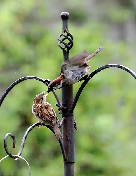 Moineau nourrir le poussin — Photo