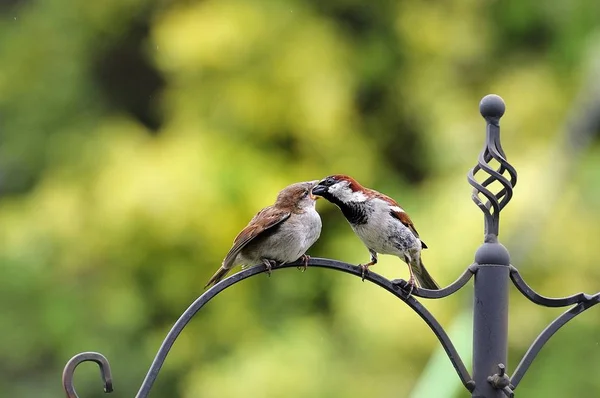 Sparrow krmení mládě — Stock fotografie