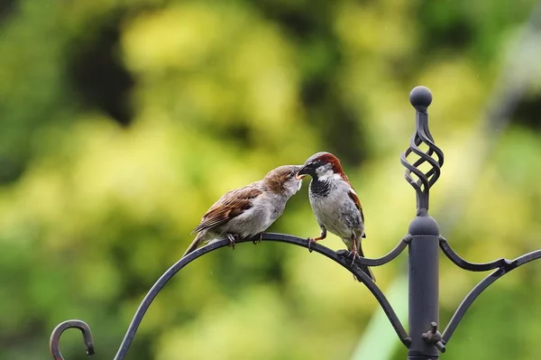 Sparrow krmení mládě — Stock fotografie