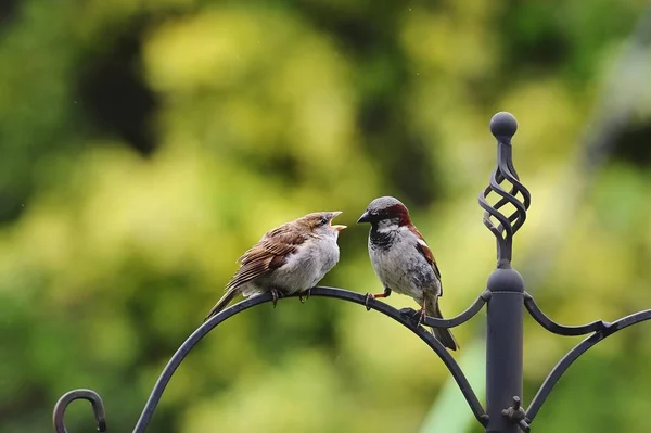 Sparrow krmení mládě — Stock fotografie