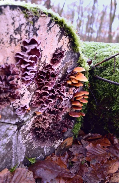 Autumn Fruiting Fungi — Stock Photo, Image