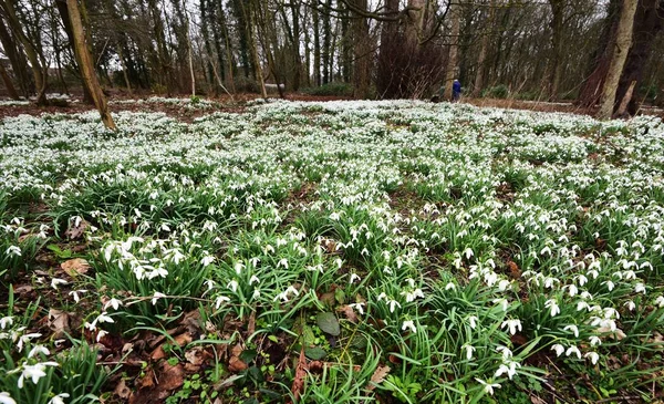 Field of Spring Galanthus — Stock Photo, Image