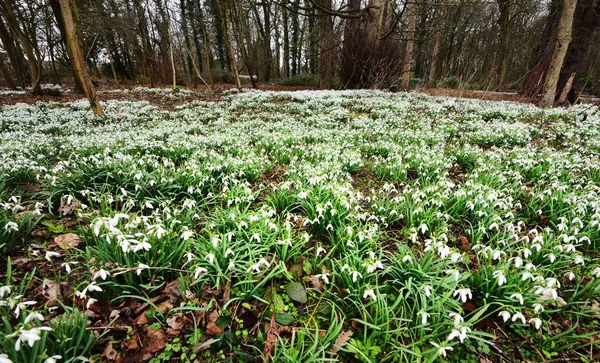 Field of Spring Galanthus — Stock Photo, Image