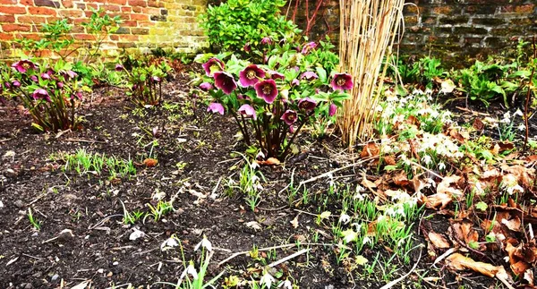 Bahar mor Hellebores