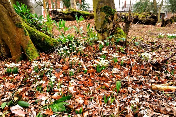 Primavera boschiva Galanthus — Foto Stock