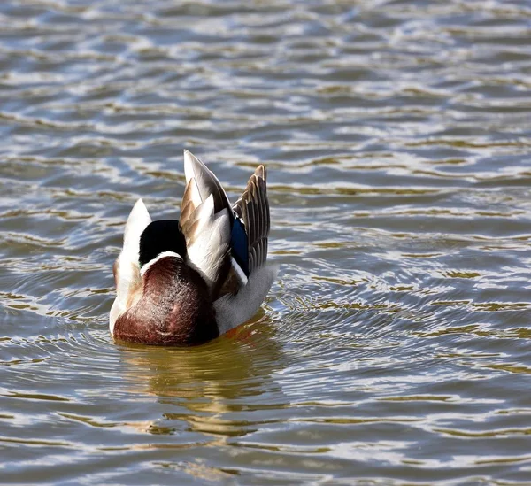 Preening Mallard Drake —  Fotos de Stock