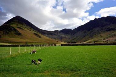 İkiz Herdwick kuzular
