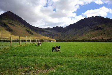 İkiz Herdwick kuzular