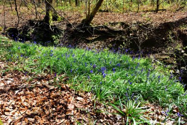 Bluebells üzerinde güneş ışığı