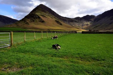 İkiz Herdwick kuzular