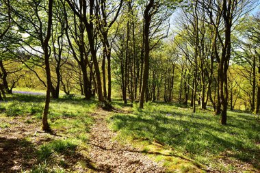 Bluebells üzerinde güneş ışığı