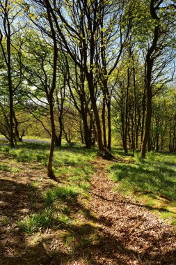 Bluebells üzerinde güneş ışığı