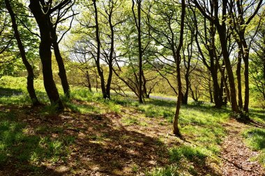 Bluebells üzerinde güneş ışığı