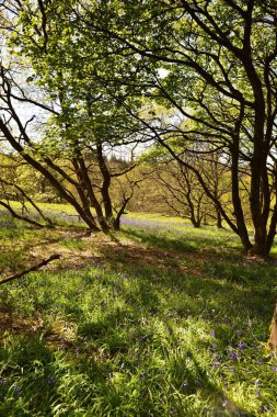 Bluebells üzerinde güneş ışığı