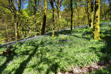 Bluebells üzerinde güneş ışığı