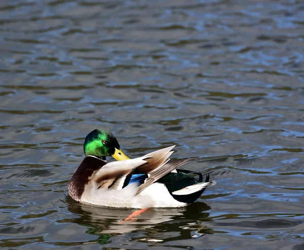 Preening Mallard Drake —  Fotos de Stock