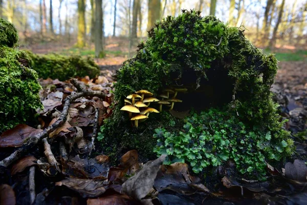 Champignons de fructification d'automne — Photo