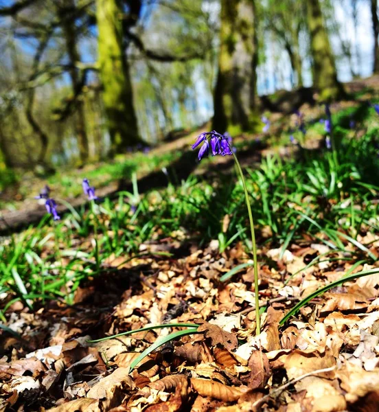 Luce del sole sulle BlueBell — Foto Stock