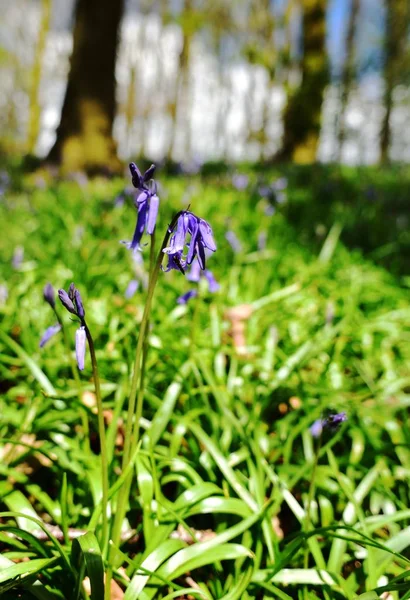 Luce del sole sulle BlueBell — Foto Stock