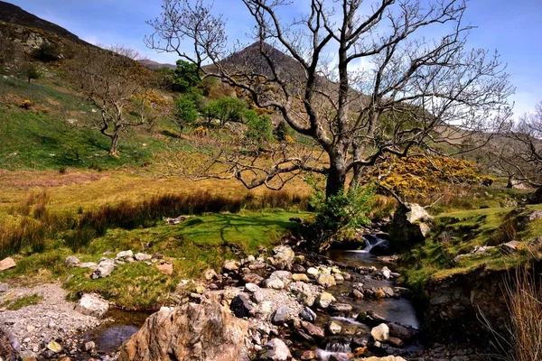 Rannerdale Knotts drzewa — Zdjęcie stockowe