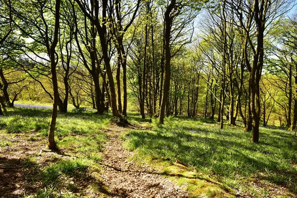 Luz solar nos Bluebells — Fotografia de Stock