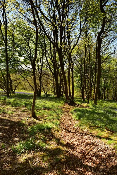 Bluebells üzerinde güneş ışığı