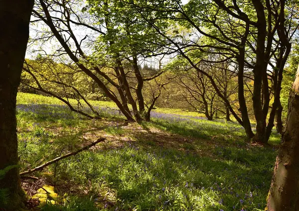 Bluebells üzerinde güneş ışığı